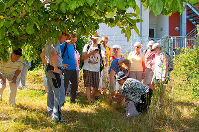 Kraeuterwanderung_20150706_0039.jpg