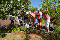 Kraeuterwanderung_20180702_0013.jpg