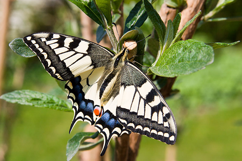 Schmetterlinge